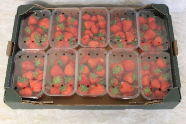 Fresh Strawberries  4kg. - Image 2