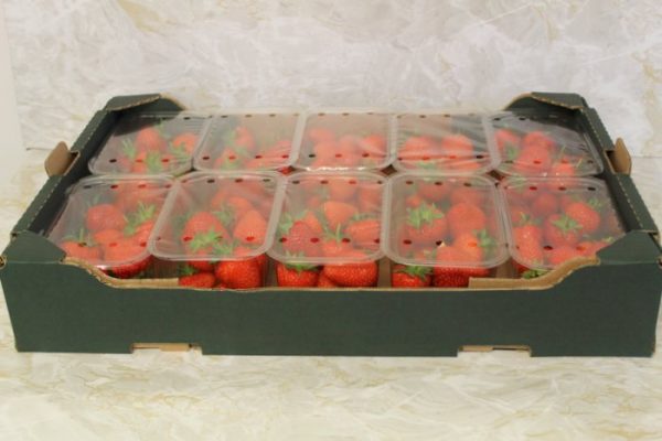 Fresh Strawberries  4kg.
