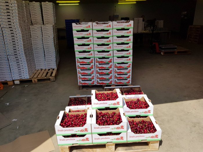 Fresh Cherries Wholesale 10kg PP Farm Shop, Kent