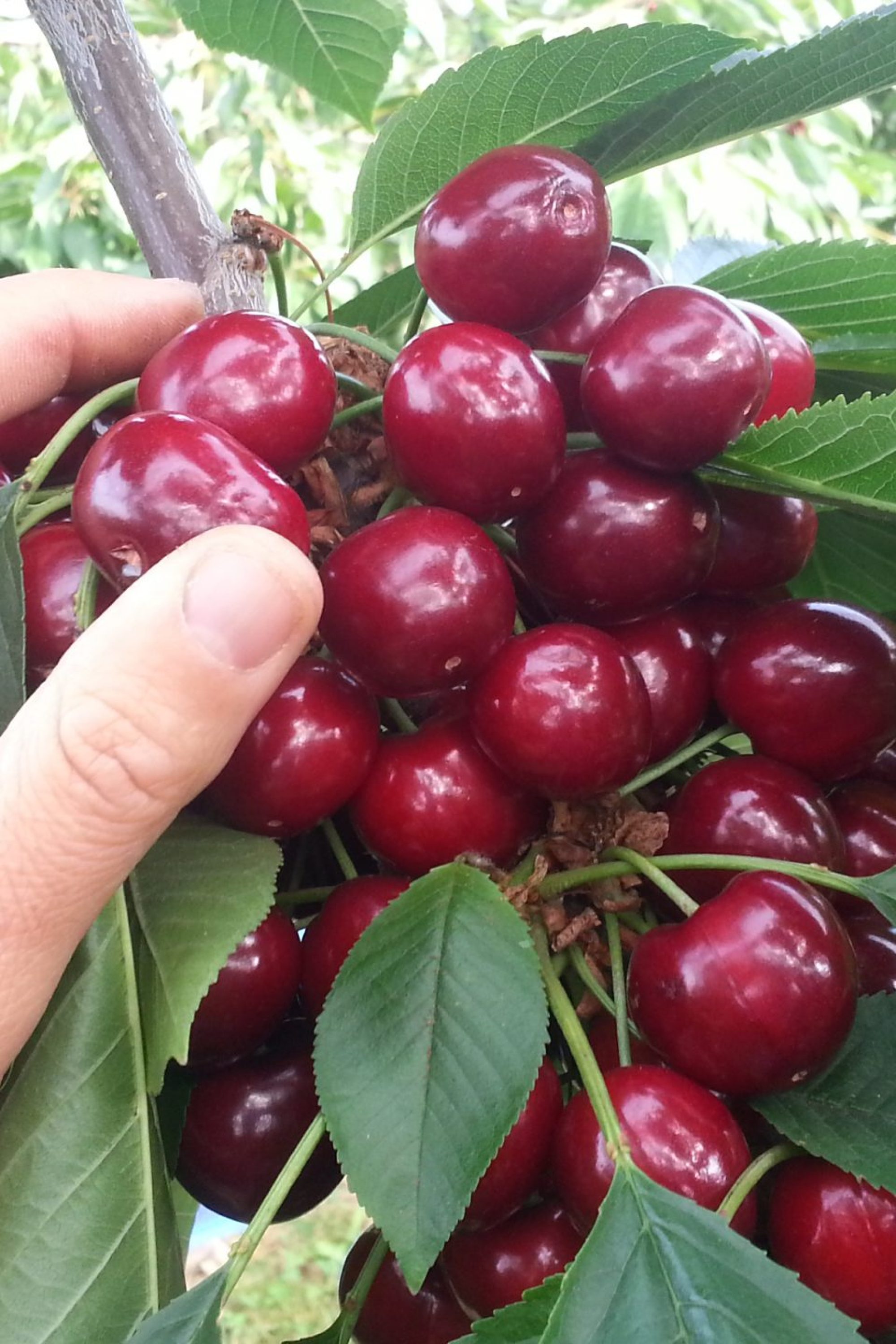 Fresh cherries.