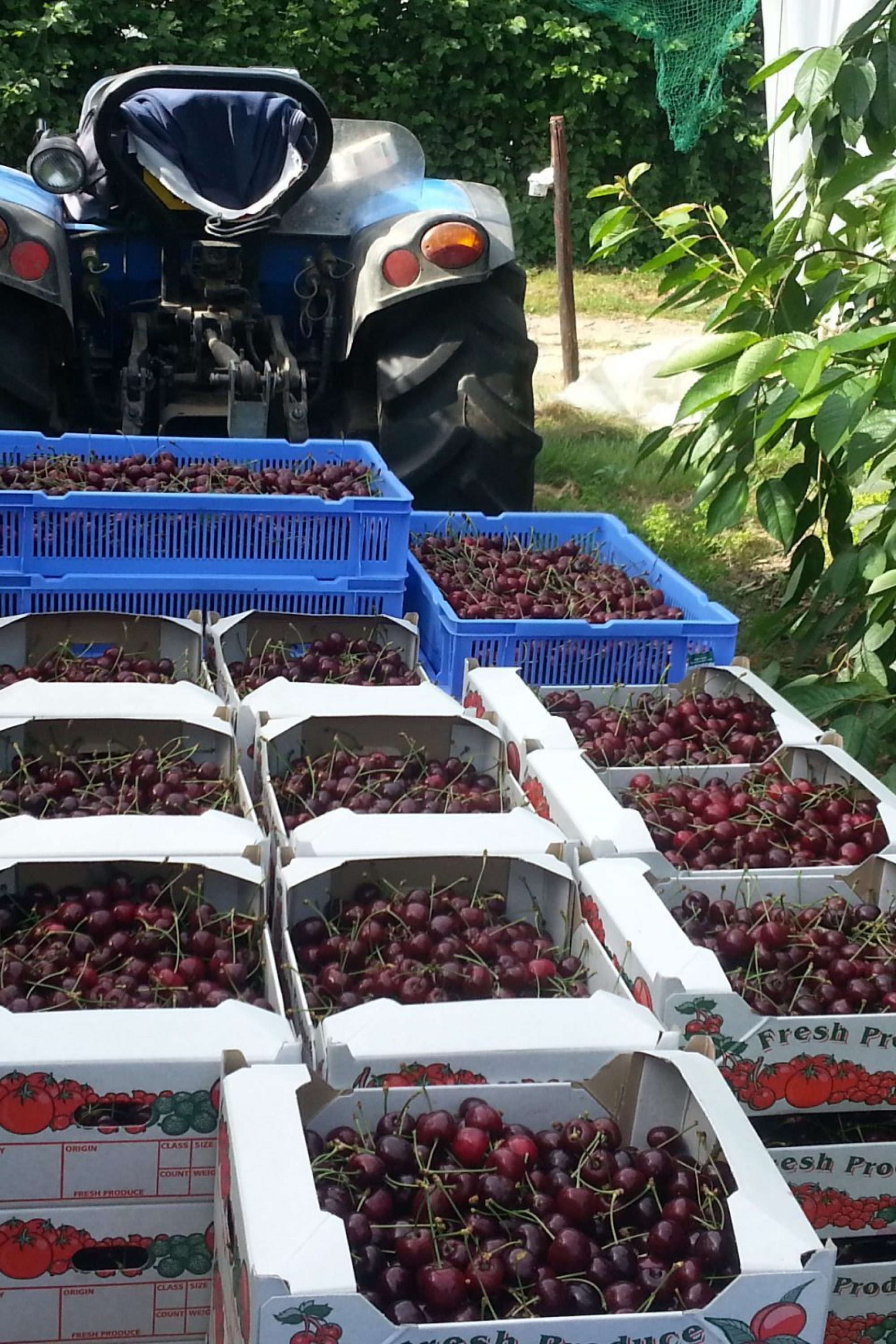 Cherries picking