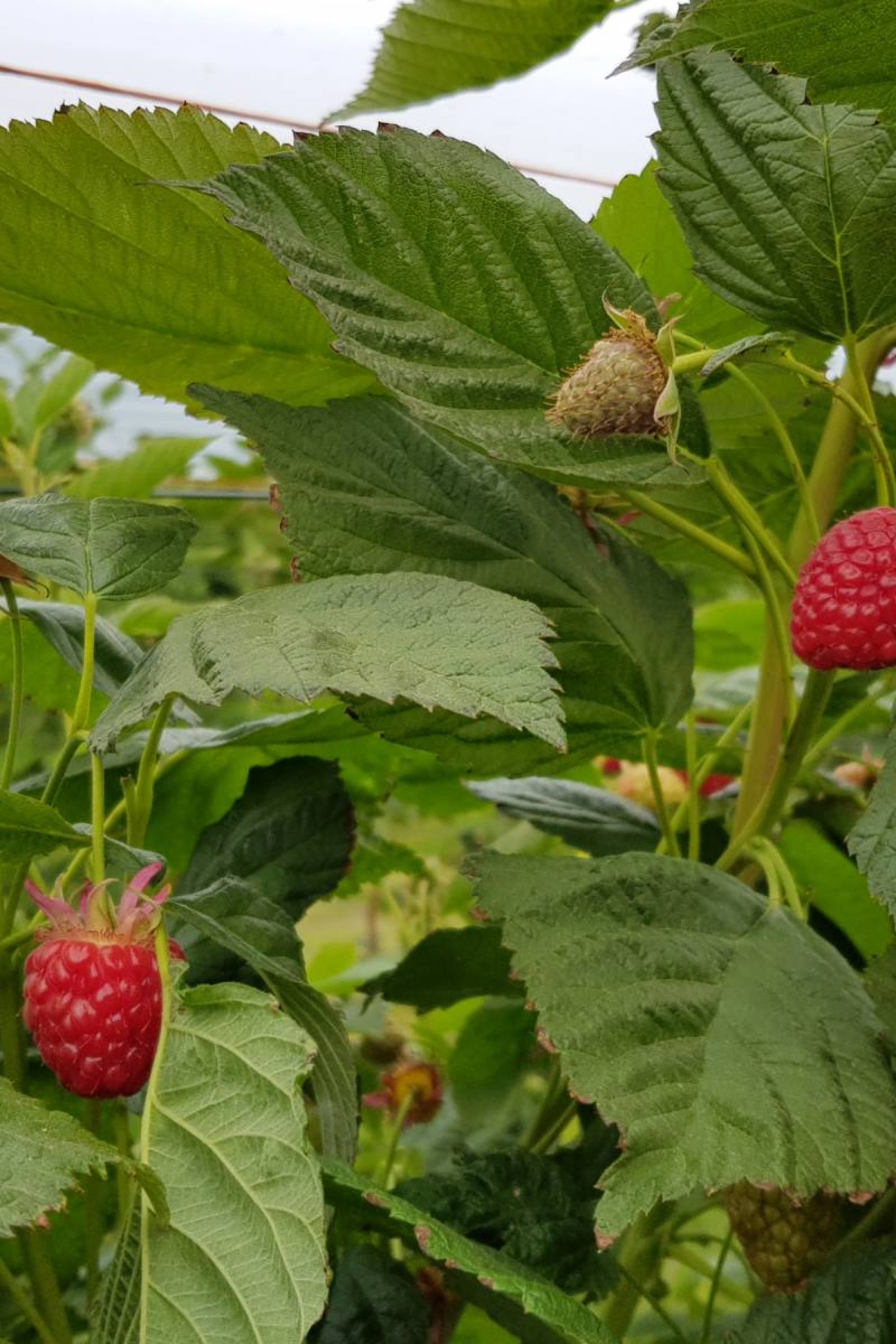 Healthy and delicious